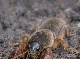 I Found This “Freak of Nature” While Digging in My Garden—It Looked Like a Cricket Mixed with a Lobster! Here’s What It Really Was