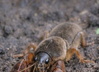 I Found This “Freak of Nature” While Digging in My Garden—It Looked Like a Cricket Mixed with a Lobster! Here’s What It Really Was