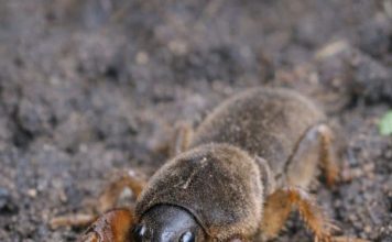 I Found This “Freak of Nature” While Digging in My Garden—It Looked Like a Cricket Mixed with a Lobster! Here’s What It Really Was