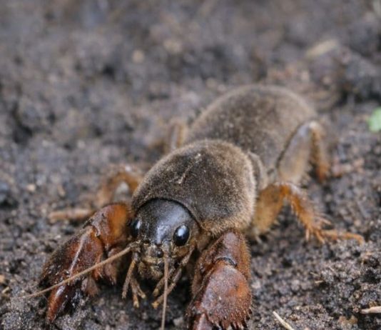 I Found This “Freak of Nature” While Digging in My Garden—It Looked Like a Cricket Mixed with a Lobster! Here’s What It Really Was