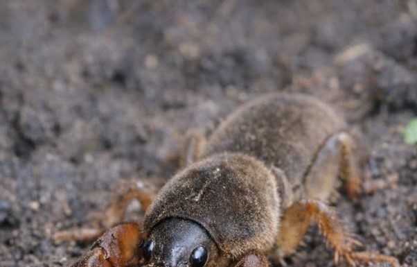 I Found This “Freak of Nature” While Digging in My Garden—It Looked Like a Cricket Mixed with a Lobster! Here’s What It Really Was