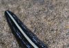 Saw This Dark, Glossy Thing Gliding Across My Garden Path. It Has a Pale Stripe Down Its Back and Moves Smoothly Like a Leech Rather Than Inching Like a Worm. It Looks Totally Foreign. What Is It?