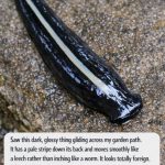 Saw This Dark, Glossy Thing Gliding Across My Garden Path. It Has a Pale Stripe Down Its Back and Moves Smoothly Like a Leech Rather Than Inching Like a Worm. It Looks Totally Foreign. What Is It?