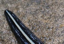 Saw This Dark, Glossy Thing Gliding Across My Garden Path. It Has a Pale Stripe Down Its Back and Moves Smoothly Like a Leech Rather Than Inching Like a Worm. It Looks Totally Foreign. What Is It?