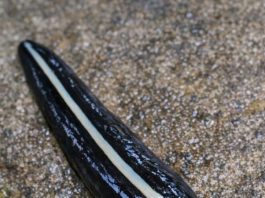 Saw This Dark, Glossy Thing Gliding Across My Garden Path. It Has a Pale Stripe Down Its Back and Moves Smoothly Like a Leech Rather Than Inching Like a Worm. It Looks Totally Foreign. What Is It?