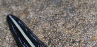 Saw This Dark, Glossy Thing Gliding Across My Garden Path. It Has a Pale Stripe Down Its Back and Moves Smoothly Like a Leech Rather Than Inching Like a Worm. It Looks Totally Foreign. What Is It?