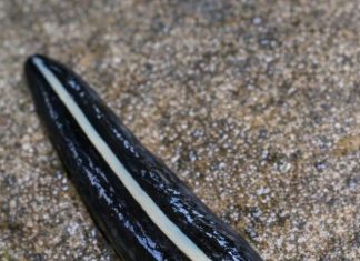 Saw This Dark, Glossy Thing Gliding Across My Garden Path. It Has a Pale Stripe Down Its Back and Moves Smoothly Like a Leech Rather Than Inching Like a Worm. It Looks Totally Foreign. What Is It?