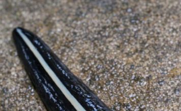 Saw This Dark, Glossy Thing Gliding Across My Garden Path. It Has a Pale Stripe Down Its Back and Moves Smoothly Like a Leech Rather Than Inching Like a Worm. It Looks Totally Foreign. What Is It?