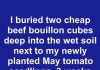 I Buried Two Cheap Beef Bouillon Cubes Deep Into the Wet Soil Next to My Newly Planted May Tomato Seedlings. Three Weeks Later, This Is What Happened