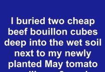 I Buried Two Cheap Beef Bouillon Cubes Deep Into the Wet Soil Next to My Newly Planted May Tomato Seedlings. Three Weeks Later, This Is What Happened