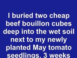 I Buried Two Cheap Beef Bouillon Cubes Deep Into the Wet Soil Next to My Newly Planted May Tomato Seedlings. Three Weeks Later, This Is What Happened