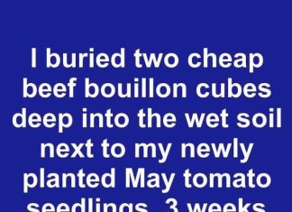 I Buried Two Cheap Beef Bouillon Cubes Deep Into the Wet Soil Next to My Newly Planted May Tomato Seedlings. Three Weeks Later, This Is What Happened
