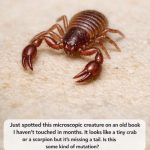 Just Spotted This Microscopic Creature on an Old Book I Haven’t Touched in Months. It Looks Like a Tiny Crab or a Scorpion but It’s Missing a Tail. Is This Some Kind of Mutation?