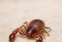 Just Spotted This Microscopic Creature on an Old Book I Haven’t Touched in Months. It Looks Like a Tiny Crab or a Scorpion but It’s Missing a Tail. Is This Some Kind of Mutation?