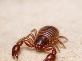 Just Spotted This Microscopic Creature on an Old Book I Haven’t Touched in Months. It Looks Like a Tiny Crab or a Scorpion but It’s Missing a Tail. Is This Some Kind of Mutation?