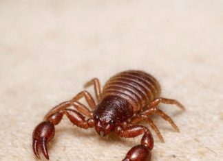 Just Spotted This Microscopic Creature on an Old Book I Haven’t Touched in Months. It Looks Like a Tiny Crab or a Scorpion but It’s Missing a Tail. Is This Some Kind of Mutation?