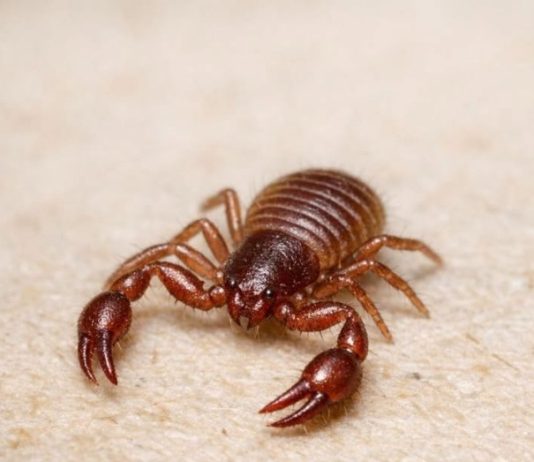 Just Spotted This Microscopic Creature on an Old Book I Haven’t Touched in Months. It Looks Like a Tiny Crab or a Scorpion but It’s Missing a Tail. Is This Some Kind of Mutation?