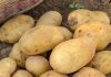 Doctors Reveal That Eating Potatoes Causes…