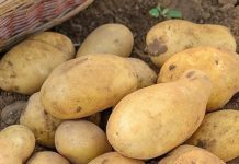 Doctors Reveal That Eating Potatoes Causes…
