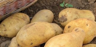 Doctors Reveal That Eating Potatoes Causes…