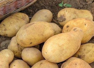 Doctors Reveal That Eating Potatoes Causes…