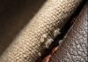 I discovered this hidden in a crack in my sofa… please don’t tell me these are bed bugs.
