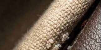 I discovered this hidden in a crack in my sofa… please don’t tell me these are bed bugs.