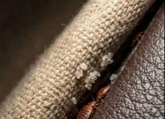 I discovered this hidden in a crack in my sofa… please don’t tell me these are bed bugs.
