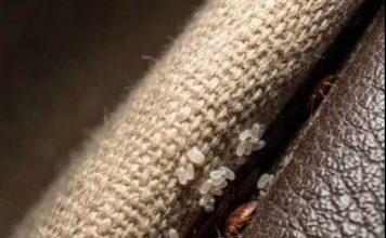 I discovered this hidden in a crack in my sofa… please don’t tell me these are bed bugs.