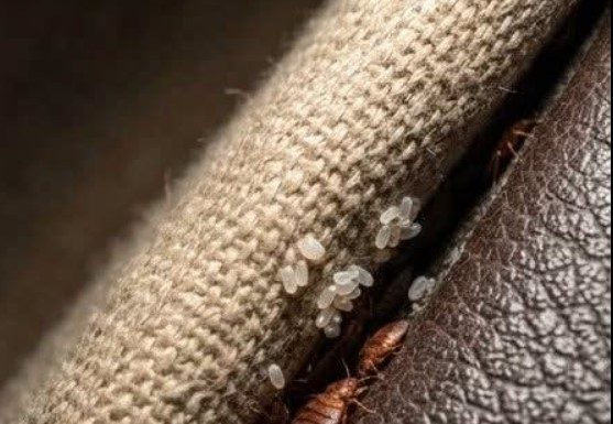 I discovered this hidden in a crack in my sofa… please don’t tell me these are bed bugs.
