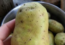 Why Do Potatoes Turn Green and Can We Still Eat Them?