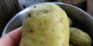 Why Do Potatoes Turn Green and Can We Still Eat Them?