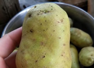 Why Do Potatoes Turn Green and Can We Still Eat Them?