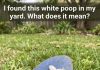 Why Would Your Pooch Have White Poop?