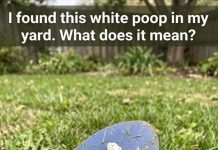 Why Would Your Pooch Have White Poop?