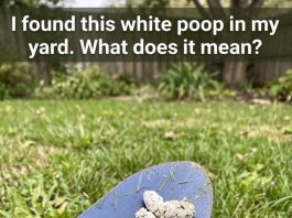 Why Would Your Pooch Have White Poop?