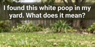 Why Would Your Pooch Have White Poop?