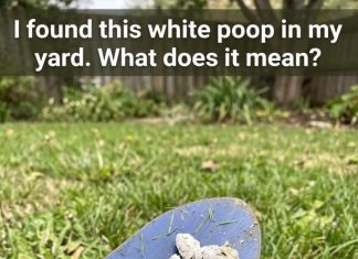 Why Would Your Pooch Have White Poop?
