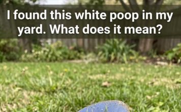 Why Would Your Pooch Have White Poop?