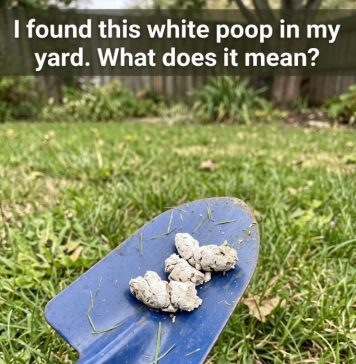 Why Would Your Pooch Have White Poop?