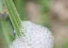 Found This Gross White Froth on My Lavender Stems. Looks Exactly Like Spit. Should I Wash It Off?