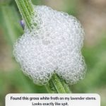 Found This Gross White Froth on My Lavender Stems. Looks Exactly Like Spit. Should I Wash It Off?