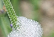 Found This Gross White Froth on My Lavender Stems. Looks Exactly Like Spit. Should I Wash It Off?