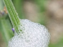 Found This Gross White Froth on My Lavender Stems. Looks Exactly Like Spit. Should I Wash It Off?