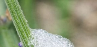Found This Gross White Froth on My Lavender Stems. Looks Exactly Like Spit. Should I Wash It Off?