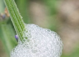 Found This Gross White Froth on My Lavender Stems. Looks Exactly Like Spit. Should I Wash It Off?