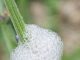Found This Gross White Froth on My Lavender Stems. Looks Exactly Like Spit. Should I Wash It Off?