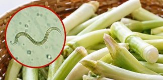 Why Raw Green Onions Can Carry Hidden Risks—and How to Eat Them Safely