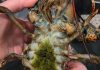 The Mystery of Lobster’s Green Goodies
