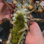 The Mystery of Lobster’s Green Goodies